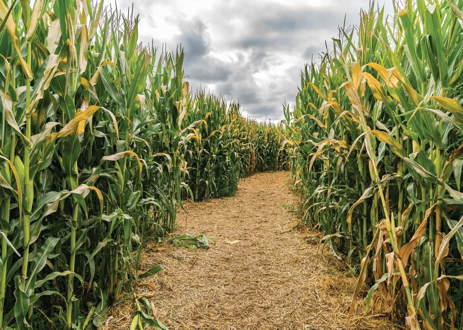 Agriculture Farming Background - Zielone pole kukurydzy Labirynt z kukurydzy