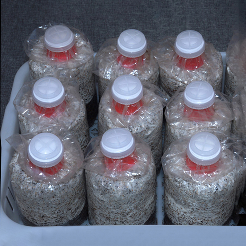 10 sztuk grzyb rosnąć torba us – Mushroom Spawn Bag recenzja i cena