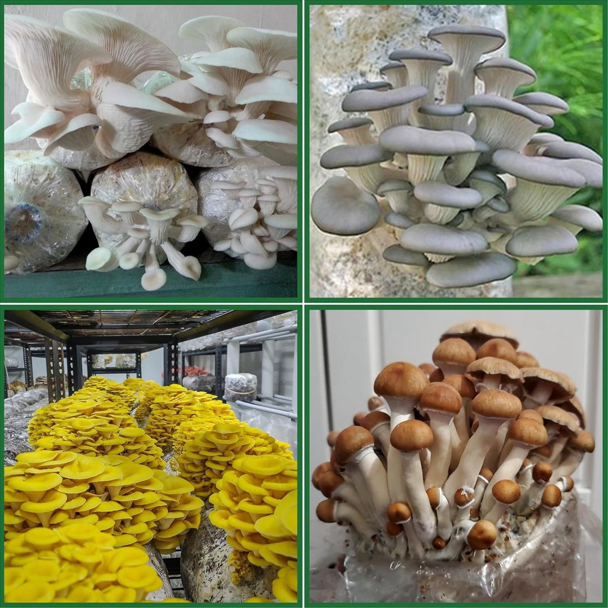 Worki do uprawy grzybów, 25 sz – Mushroom Spawn Bag recenzja i cena