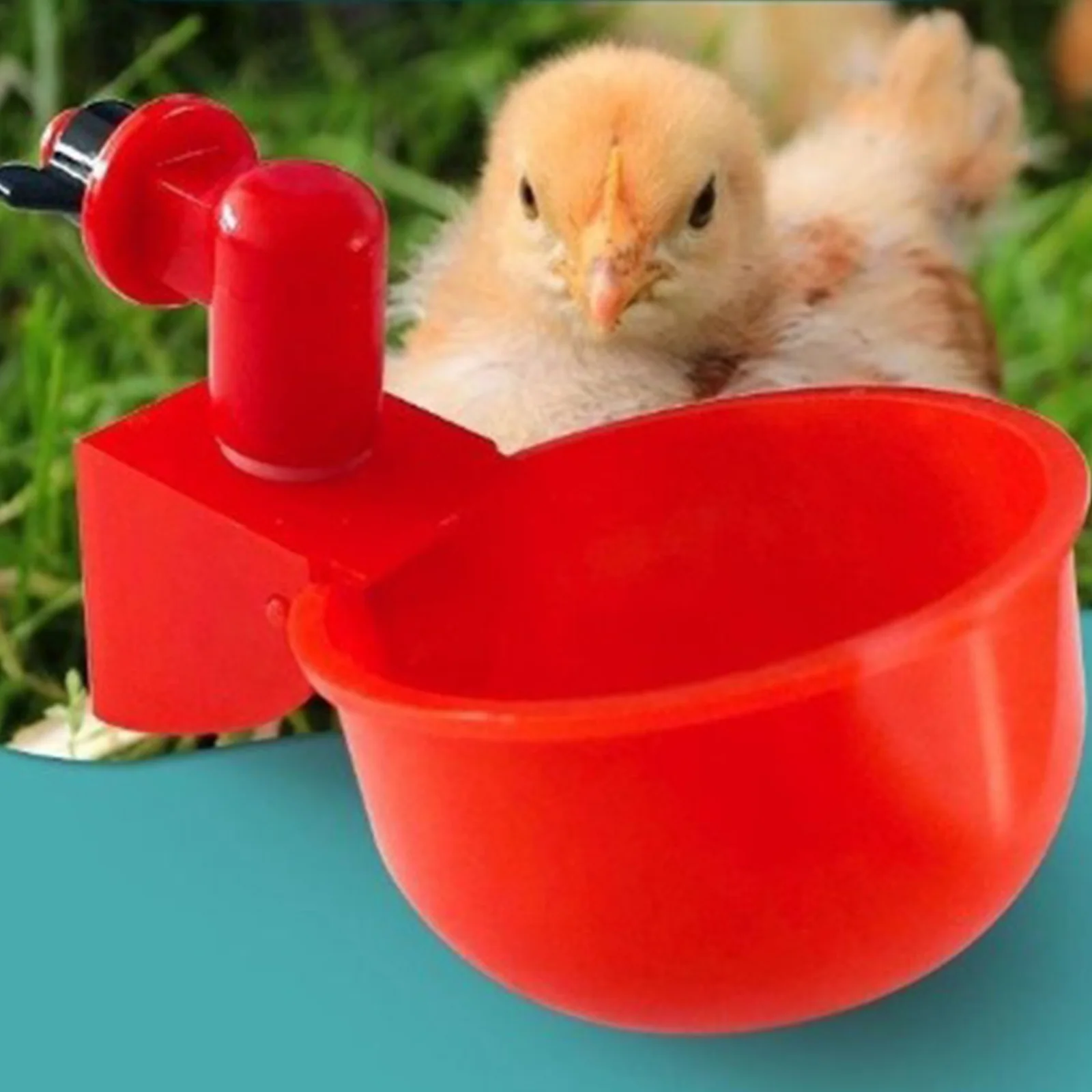 6-36 sztuk kurczak kaczka kube – Chicken Nipple Drinker recenzja i cena