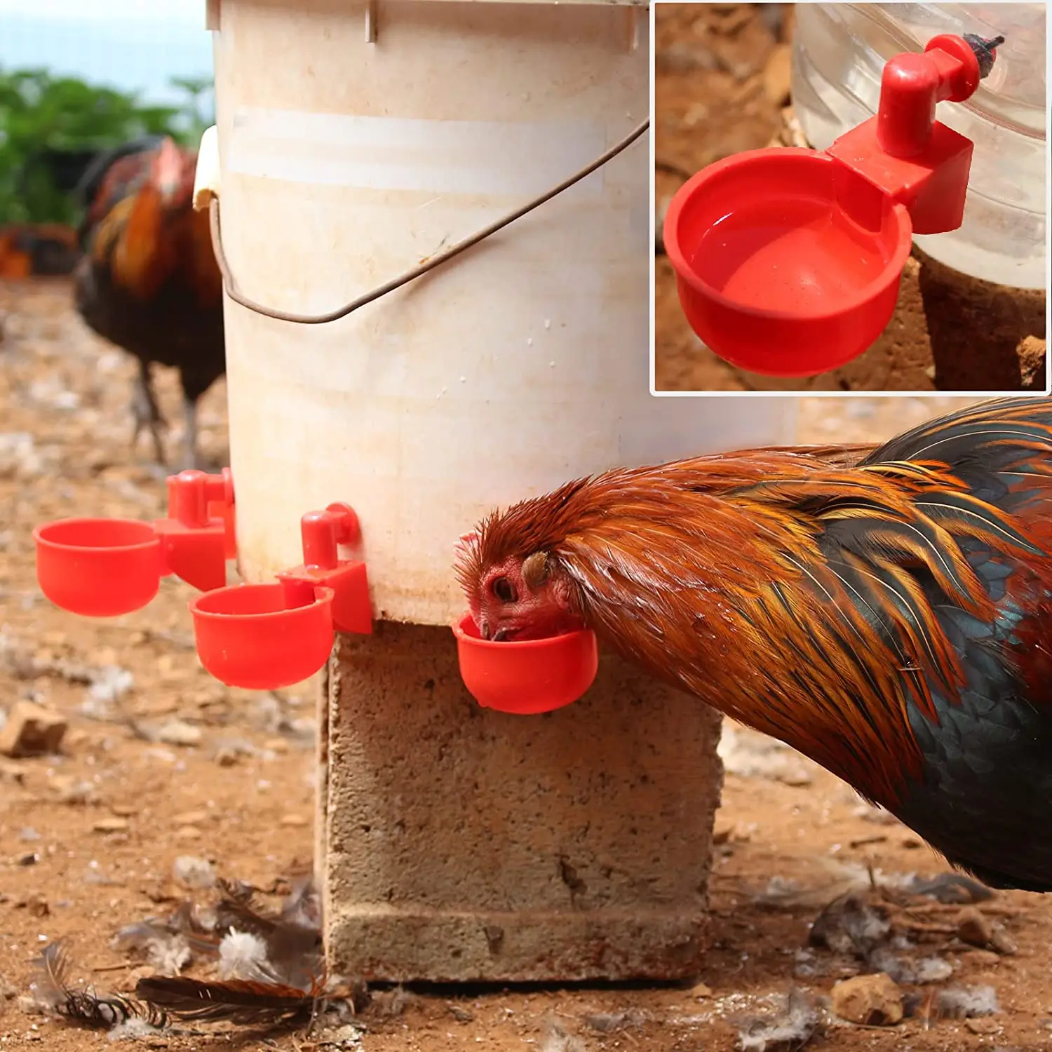 6-36 sztuk kurczak kaczka kube – Chicken Nipple Drinker recenzja i cena