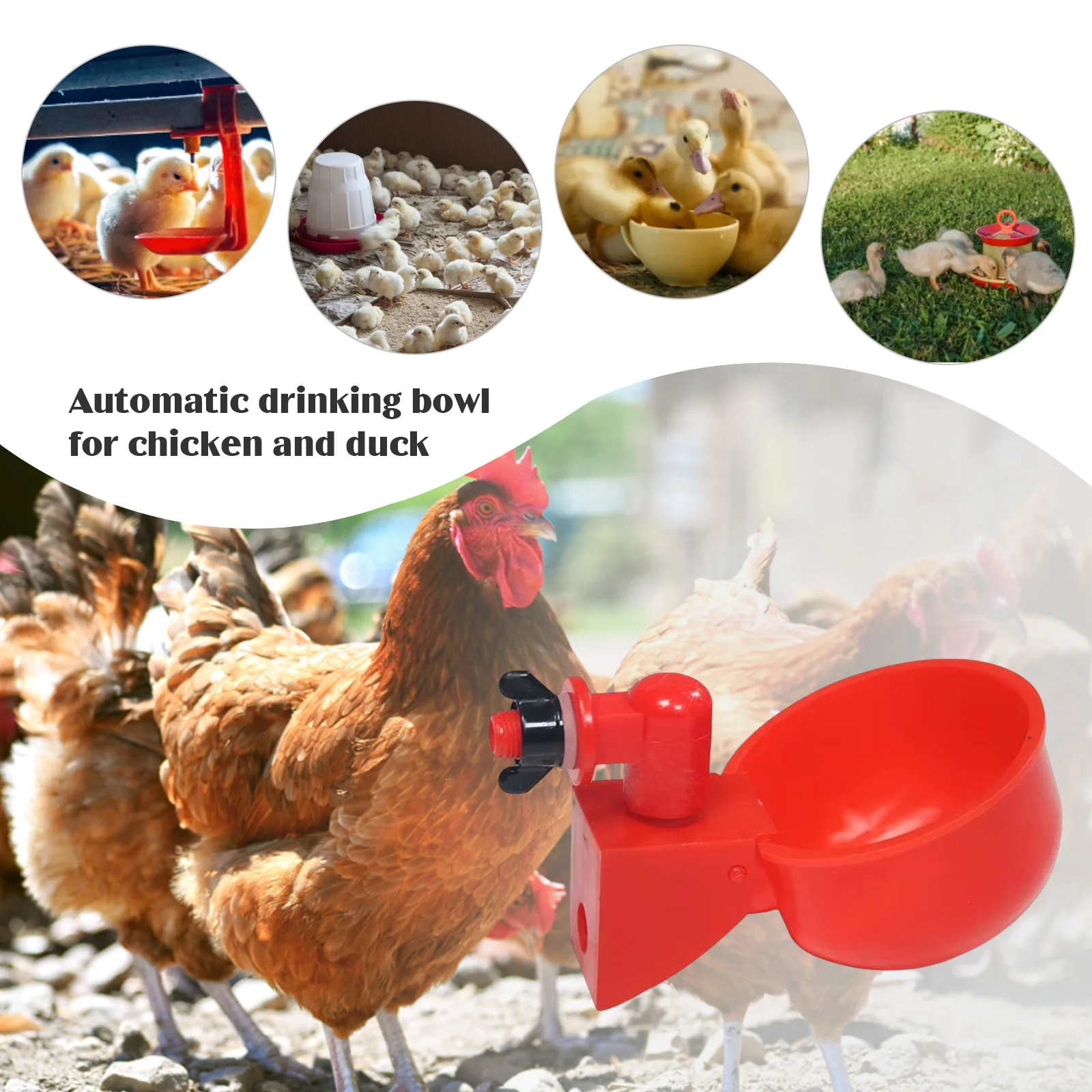 6-36 sztuk kurczak kaczka kube – Chicken Nipple Drinker recenzja i cena