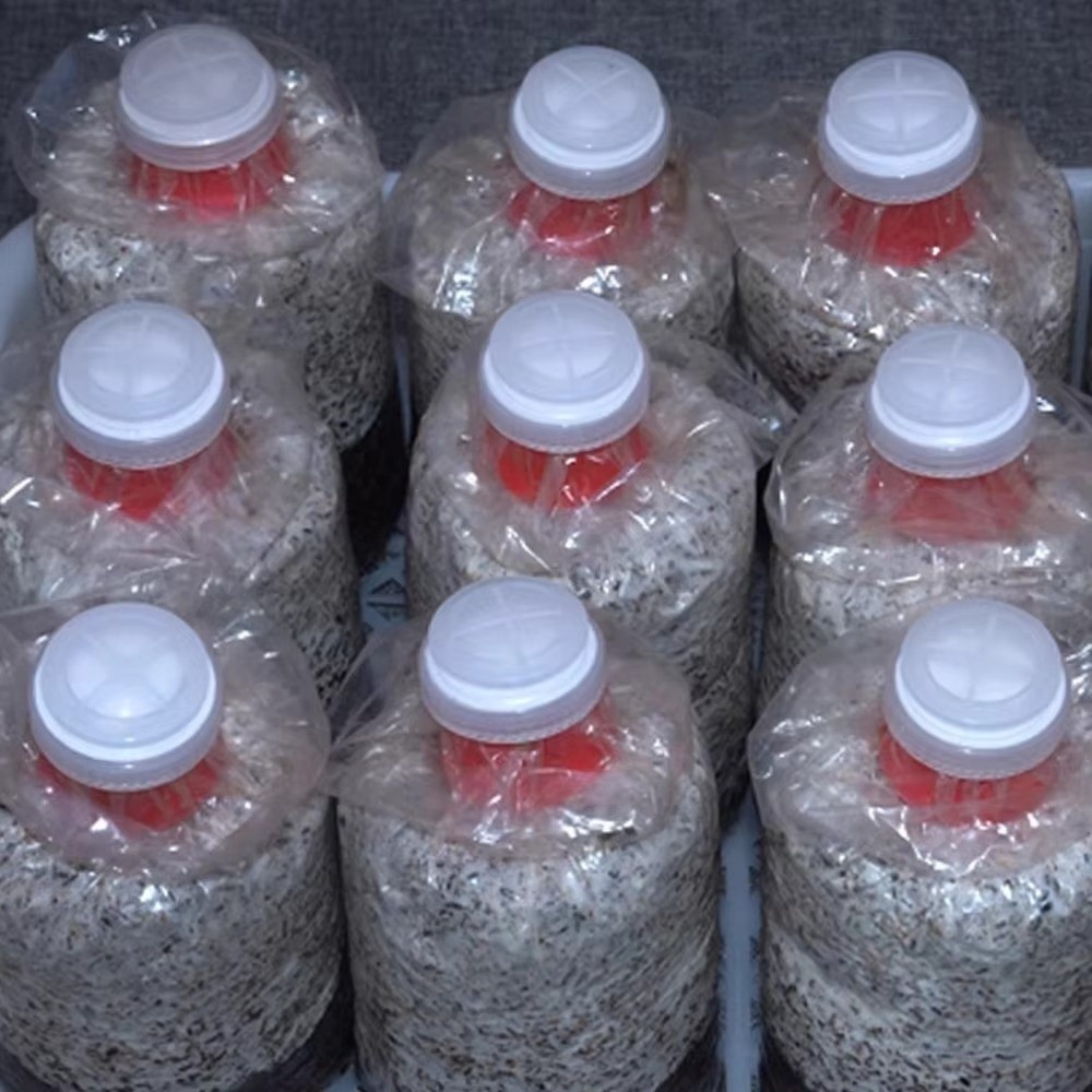 10 szt. Wodoodpornych torebek  – Mushroom Spawn Bag recenzja i cena