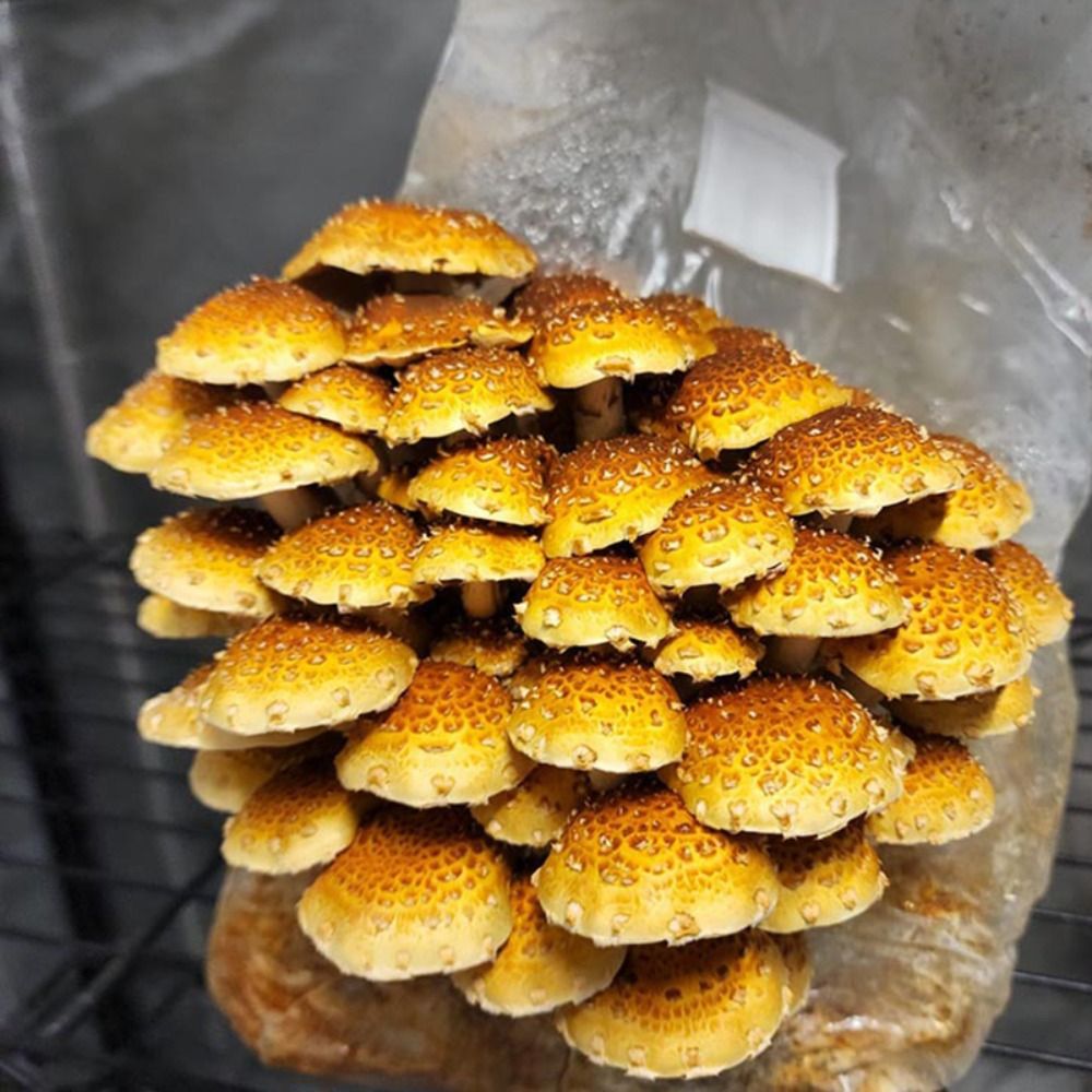 50 szt. Worków do uprawy grzyb – Mushroom Spawn Bag recenzja i cena